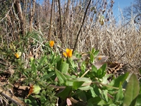 cantara piccole gole19022012 037